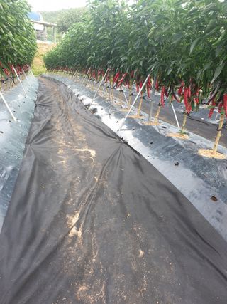 김주희님의 고추 · 일상 작성글 사진