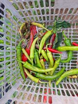 팜모닝 고추·병해충상담 게시글 이미지