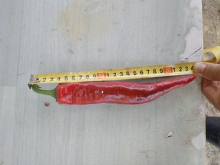 양백운님의 고추 · 영농일지 작성글 사진