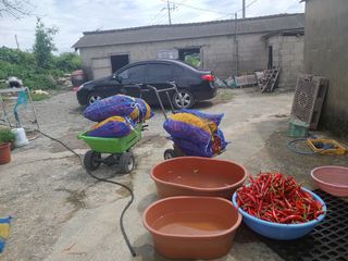 양백운님의 고추 · 영농일지 작성글 사진