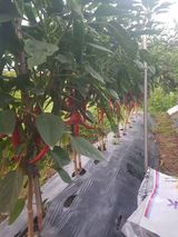 팜모닝 고추·영농일지 게시글 이미지