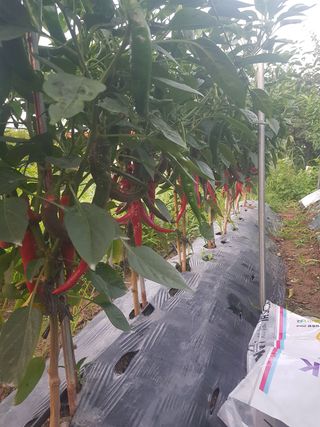 문성농장15146님의 고추 · 영농일지 작성글 사진