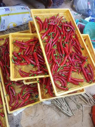 문성농장15146님의 고추 · 영농일지 작성글 사진