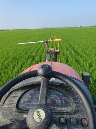 남산님의 벼 · 자유게시판 작성글 사진