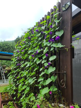 홍천산채농원 조원영님의 자유주제 · 자유게시판 작성글 사진