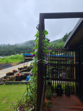 홍천산채농원 조원영님의 자유주제 · 자유게시판 작성글 사진