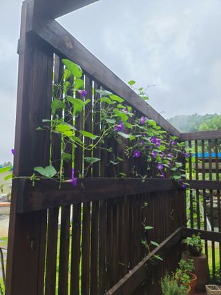 홍천산채농원 조원영님의 자유주제 · 자유게시판 작성글 사진