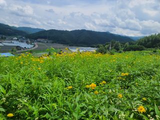 홍천산채농원 조원영님의 자유주제 · 자유게시판 작성글 사진