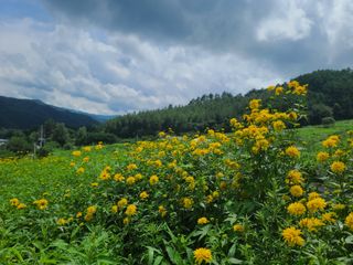 홍천산채농원 조원영님의 자유주제 · 자유게시판 작성글 사진