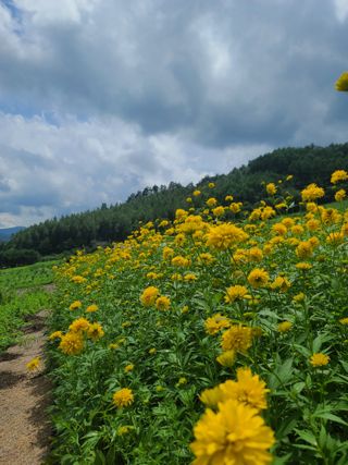 홍천산채농원 조원영님의 자유주제 · 자유게시판 작성글 사진