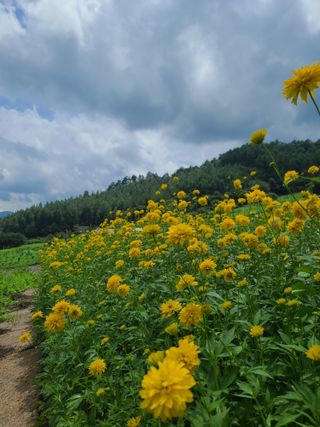 홍천산채농원 조원영님의 자유주제 · 자유게시판 작성글 사진
