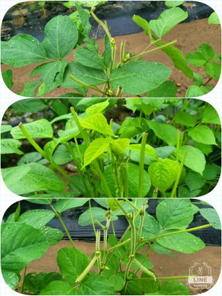 조용길님의 콩 · 자유게시판 작성글 사진