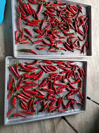 전희분님의 고추 · 저장•가공 작성글 사진