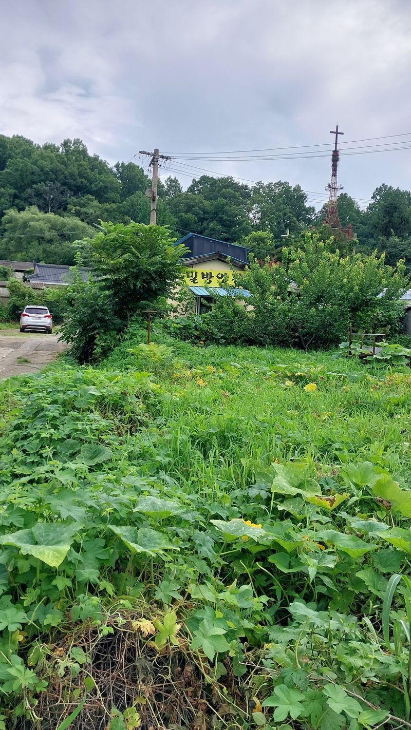 장터 상품 [직접지은밀 밀가루2키로500 (완료)] 썸네일