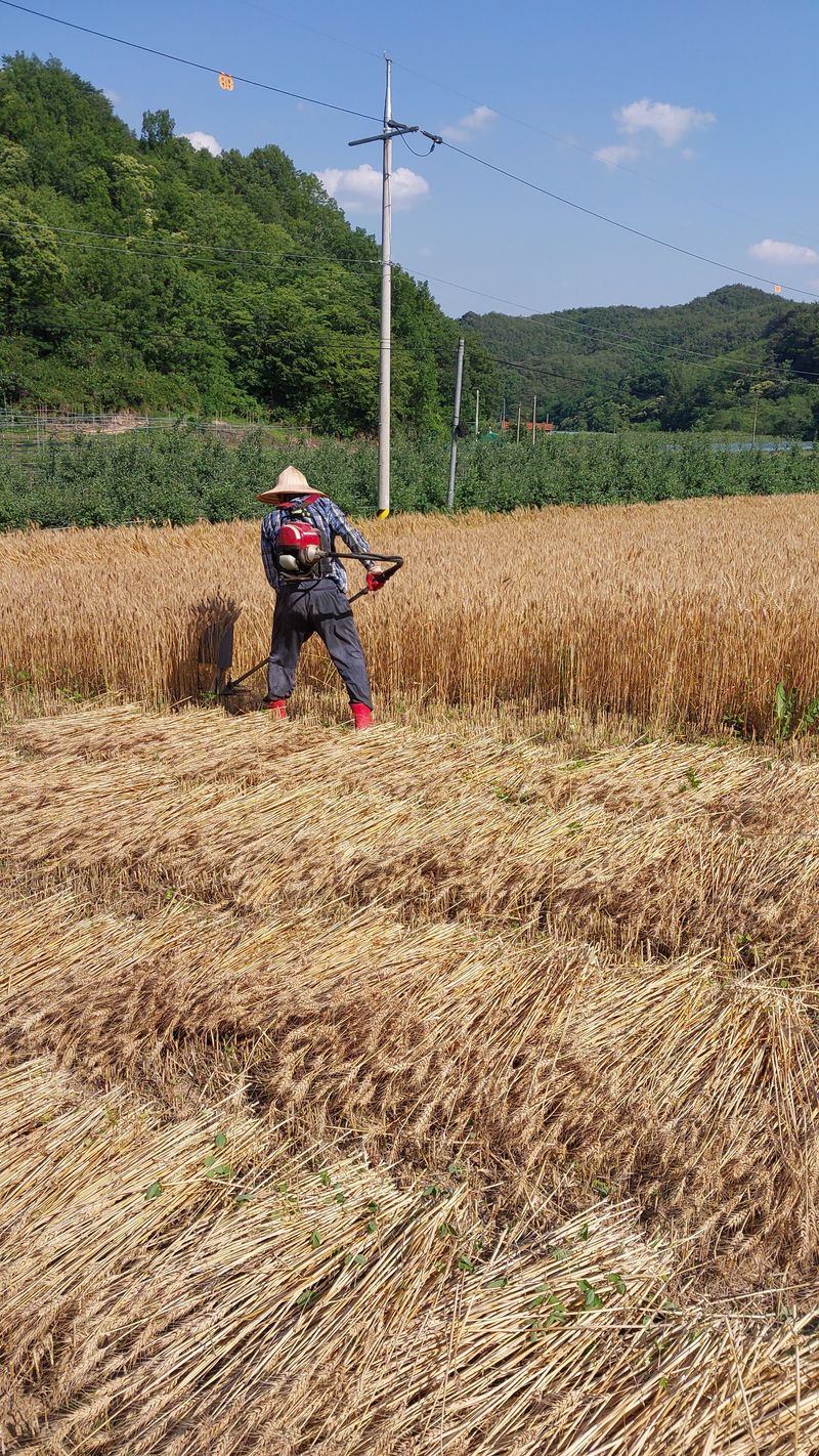 손경식님의 장터 판매 상품 [직접지은밀 밀가루2키로500 (완료)] 첨부 사진