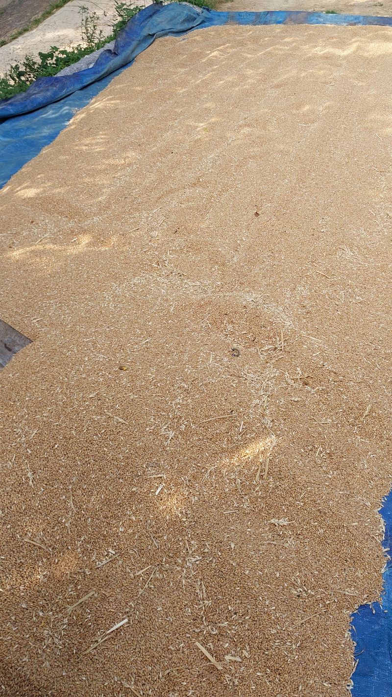 손경식님의 장터 판매 상품 [직접지은밀 밀가루2키로500 (완료)] 첨부 사진