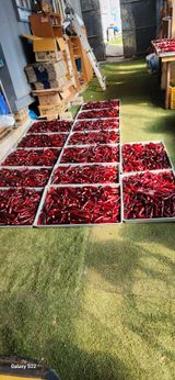 팜모닝 고추·저장•가공 게시글 이미지