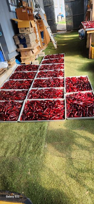 벽창호(죽동농부)님의 고추 · 저장•가공 작성글 사진