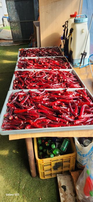 벽창호(죽동농부)님의 고추 · 저장•가공 작성글 사진