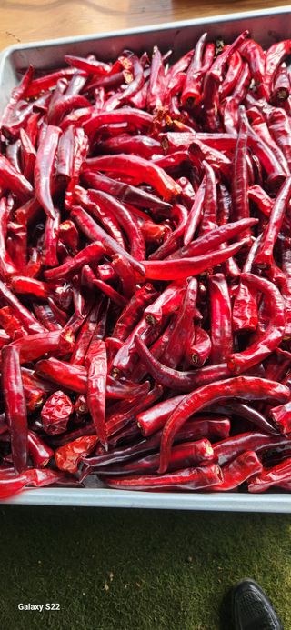 벽창호(죽동농부)님의 고추 · 저장•가공 작성글 사진