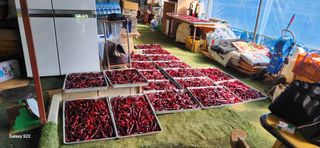 벽창호(죽동농부)님의 고추 · 저장•가공 작성글 사진