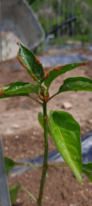 손은주님의 고추 · 병해충상담 작성글 사진