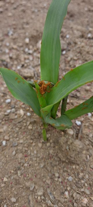 손은주님의 고추 · 병해충상담 작성글 사진