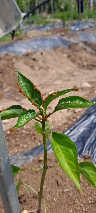 손은주님의 고추 · 병해충상담 작성글 사진
