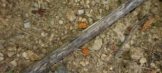 손은주님의 고추 · 병해충상담 작성글 사진