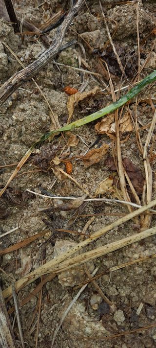 손은주님의 고추 · 병해충상담 작성글 사진