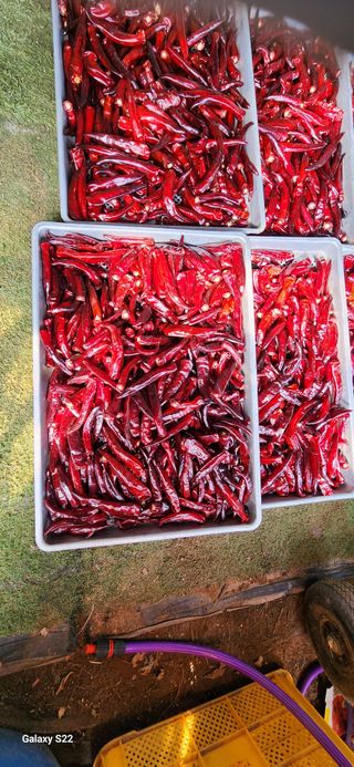 벽창호(죽동농부)님의 고추 · 저장•가공 작성글 사진