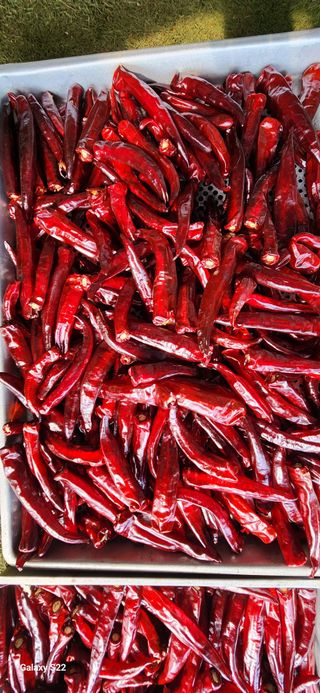 벽창호(죽동농부)님의 고추 · 저장•가공 작성글 사진