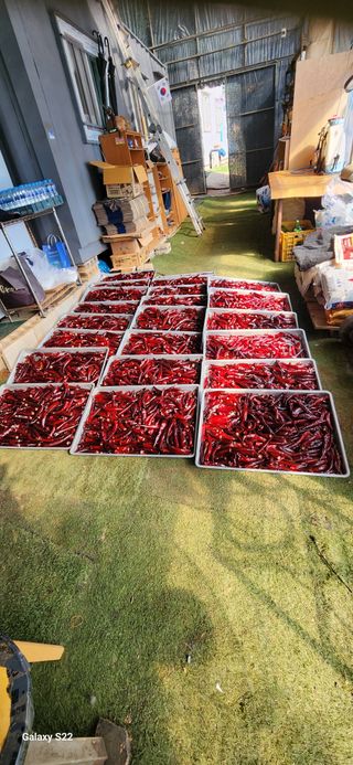 벽창호(죽동농부)님의 고추 · 저장•가공 작성글 사진