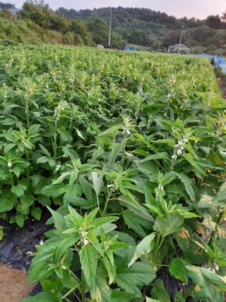 정상훈님의 참깨 · 자유게시판 작성글 사진