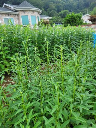 정상훈님의 참깨 · 자유게시판 작성글 사진