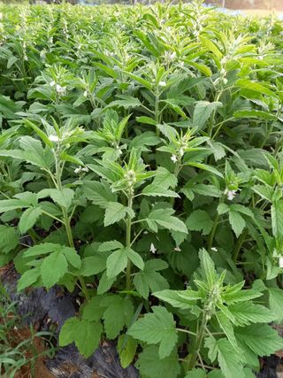 정상훈님의 참깨 · 자유게시판 작성글 사진