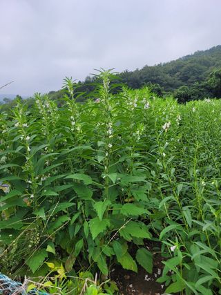 정상훈님의 참깨 · 자유게시판 작성글 사진