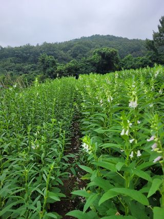 정상훈님의 참깨 · 자유게시판 작성글 사진