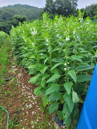 정상훈님의 참깨 · 자유게시판 작성글 사진
