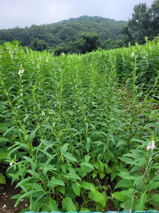 정상훈님의 참깨 · 자유게시판 작성글 사진
