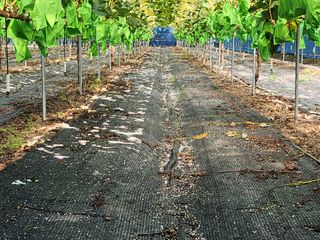 권오율님의 포도 · 영농일지 작성글 사진