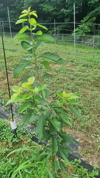 평창봄빛농장강수현님의 자두 · 영농일지 작성글 사진