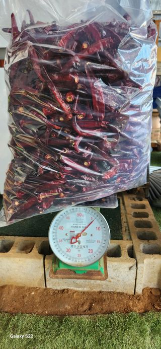 벽창호(죽동농부)님의 고추 · 저장•가공 작성글 사진