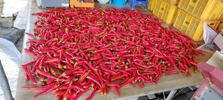 한마음농원님의 고추 · 수확 작성글 사진