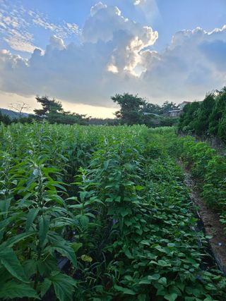 장송녀약초사랑농삿꾼님의 참깨 · 자유게시판 작성글 사진