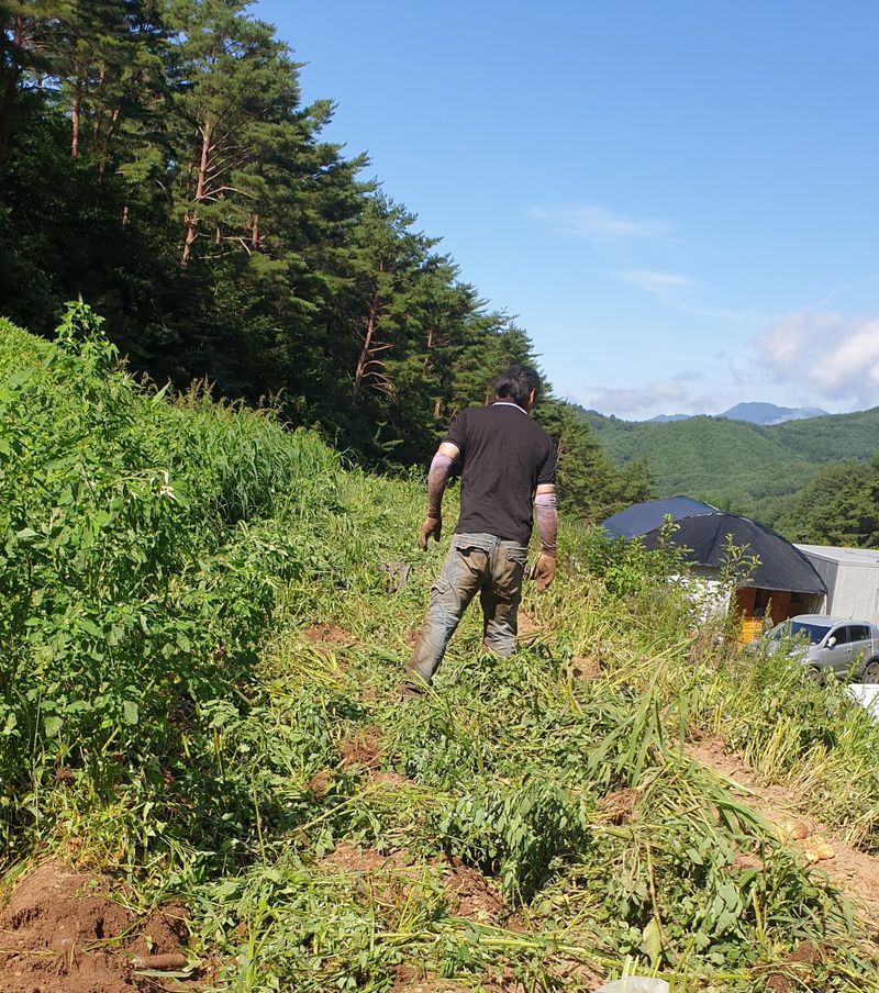 호랑이와인성이님의 장터 판매 상품 [수미감자 20Kg(판매완료)] 첨부 사진
