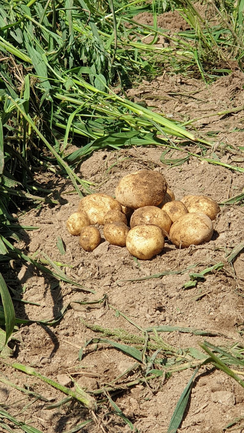 호랑이와인성이님의 장터 판매 상품 [수미감자 20Kg(판매완료)] 첨부 사진