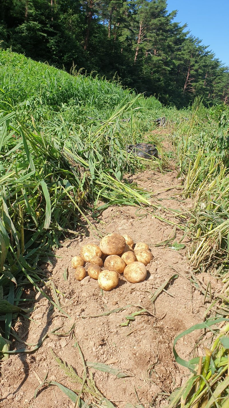 호랑이와인성이님의 장터 판매 상품 [수미감자 20Kg(판매완료)] 첨부 사진