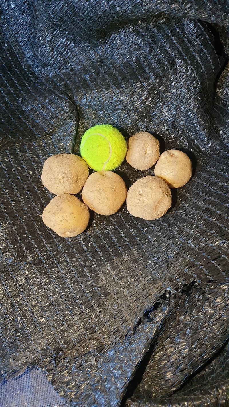 호랑이와인성이님의 장터 판매 상품 [수미감자 20Kg(판매완료)] 첨부 사진