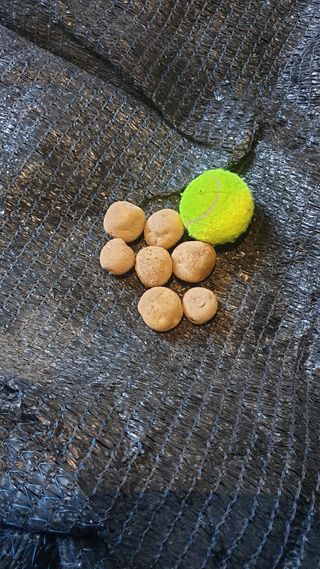 호랑이와인성이님의 작성글 사진